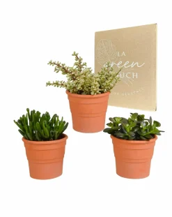 LA GREEN TOUCH - Coffret crassula et ses caches-pots terracotta - lot de 3 plantes, h21cm