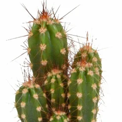 LA GREEN TOUCH - Coffret cactus - lot de 10 plantes, h13cm