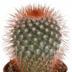 LA GREEN TOUCH - Coffret cactus - lot de 10 plantes, h13cm