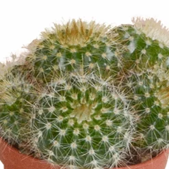 LA GREEN TOUCH - Coffret cactus - lot de 10 plantes, h13cm