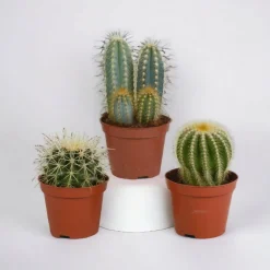 LA GREEN TOUCH - Coffret cadeau cactus - lot de 3 plantes, h18cm