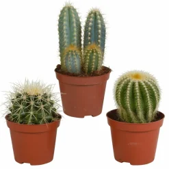 LA GREEN TOUCH - Coffret cadeau cactus - lot de 3 plantes, h18cm