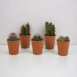 LA GREEN TOUCH - Coffret cadeau cactus - lot de 5 plantes, h13cm