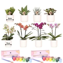 LA GREEN TOUCH - Coffret créatif visionnaire 8 : orchidées & succulentes