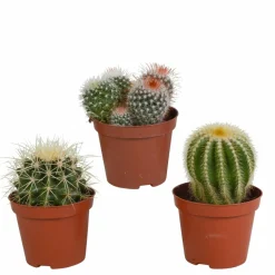 LA GREEN TOUCH - Coffret cadeau baby cactus - lot de 3 plantes, h16cm