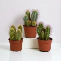 LA GREEN TOUCH - Coffret cactus - lot de 3 plantes, h23cm