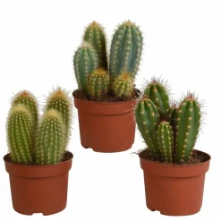 LA GREEN TOUCH - Coffret cactus - lot de 3 plantes, h23cm