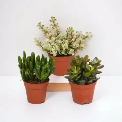 LA GREEN TOUCH - Coffret crassula - lot de 3 plantes, h18cm - box cadeau mini succulente