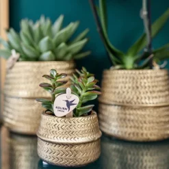 LA GREEN TOUCH - Coffret cadeau succulente et ses caches-pots dorés - lot de 2, h20cm