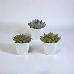 LA GREEN TOUCH - Coffret cadeau echeveria et ses caches-pots blancs - lot de 3 plantes, h21cm