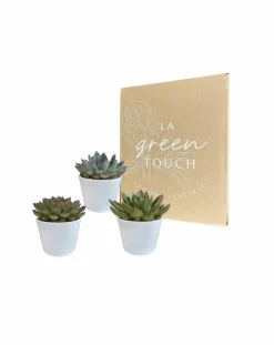 LA GREEN TOUCH - Coffret cadeau echeveria et ses caches-pots blancs - lot de 3 plantes, h21cm