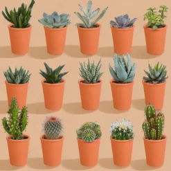 LA GREEN TOUCH - Coffret de 15 cactus et succulente + caches-pots terracotta