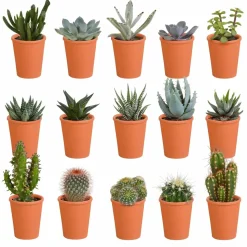 LA GREEN TOUCH - Coffret de 15 cactus et succulente + caches-pots terracotta