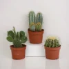 LA GREEN TOUCH - Coffret de cactus & succulentes