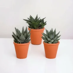 LA GREEN TOUCH - Coffret gasteria, haworthia et ses caches-pots terracotta - lot de 3 plantes, h18cm