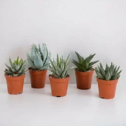 LA GREEN TOUCH - Coffret gasteria, haworthia - lot de 5 plantes, h13cm