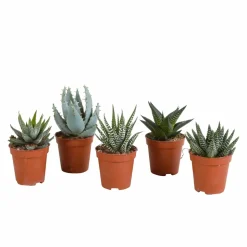 LA GREEN TOUCH - Coffret gasteria, haworthia - lot de 5 plantes, h13cm