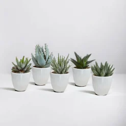 LA GREEN TOUCH - Coffret gasteria, haworthia et ses caches-pots blancs - lot de 5 plantes, h13cm