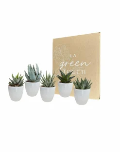 LA GREEN TOUCH - Coffret gasteria, haworthia et ses caches-pots blancs - lot de 5 plantes, h13cm