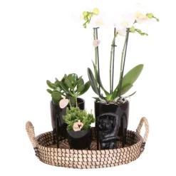 LA GREEN TOUCH - Coffret home hub | orchidée phalaenopsis et plantes succulentes
