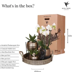 LA GREEN TOUCH - Coffret home hub | orchidée phalaenopsis et plantes succulentes