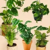 LA GREEN TOUCH - Coffret plantes jungle fever 50cm - plante d'intérieur