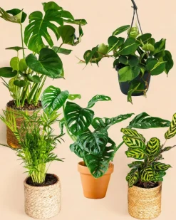 LA GREEN TOUCH - Coffret plantes jungle fever 50cm - plante d'intérieur