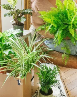 LA GREEN TOUCH - Coffret plantes dépolluantes cm - plante d'intérieur