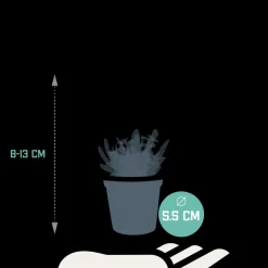 LA GREEN TOUCH - Coffret succulente - lot de 5 plantes h13cm