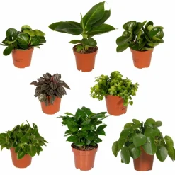 LA GREEN TOUCH - Coffret surprise - plantes d'intérieur 30cm - plante d'intérieur