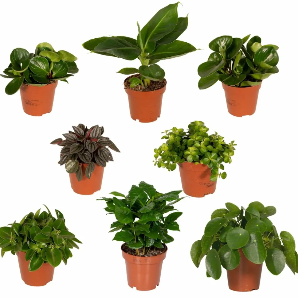 LA GREEN TOUCH - Coffret surprise - plantes d'intérieur 30cm - plante d'intérieur