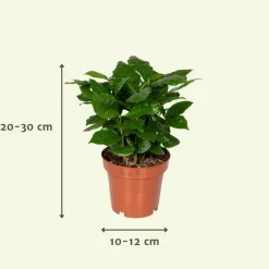 LA GREEN TOUCH - Coffret surprise - plantes d'intérieur 30cm - plante d'intérieur