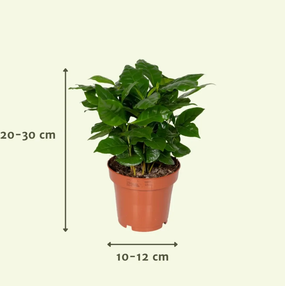 LA GREEN TOUCH - Coffret surprise - plantes d'intérieur 30cm - plante d'intérieur