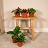 LA GREEN TOUCH - Coffret surprise - plantes d'intérieur 30cm - plante d'intérieur
