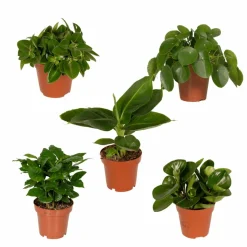 LA GREEN TOUCH - Coffret surprise - plantes d'intérieur 30cm - plante d'intérieur