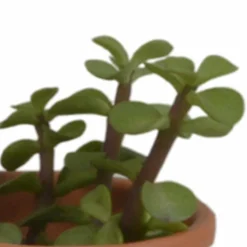 LA GREEN TOUCH - Coffret succulente et ses pots terracotta - lot de 5 plantes, h13cm