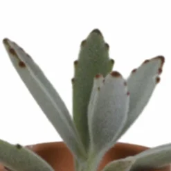 LA GREEN TOUCH - Coffret succulente et ses pots terracotta - lot de 5 plantes, h13cm