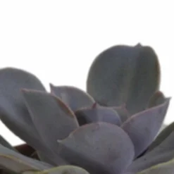 LA GREEN TOUCH - Coffret succulente et ses pots terracotta - lot de 5 plantes, h13cm