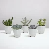 LA GREEN TOUCH - Coffret succulente & cactus + caches-pots blancs