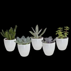 LA GREEN TOUCH - Coffret succulente & cactus + caches-pots blancs