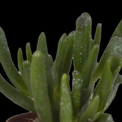 LA GREEN TOUCH - Coffret succulente & cactus + caches-pots blancs