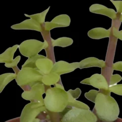 LA GREEN TOUCH - Coffret succulente & cactus + caches-pots blancs