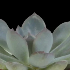 LA GREEN TOUCH - Coffret succulente & cactus + caches-pots blancs