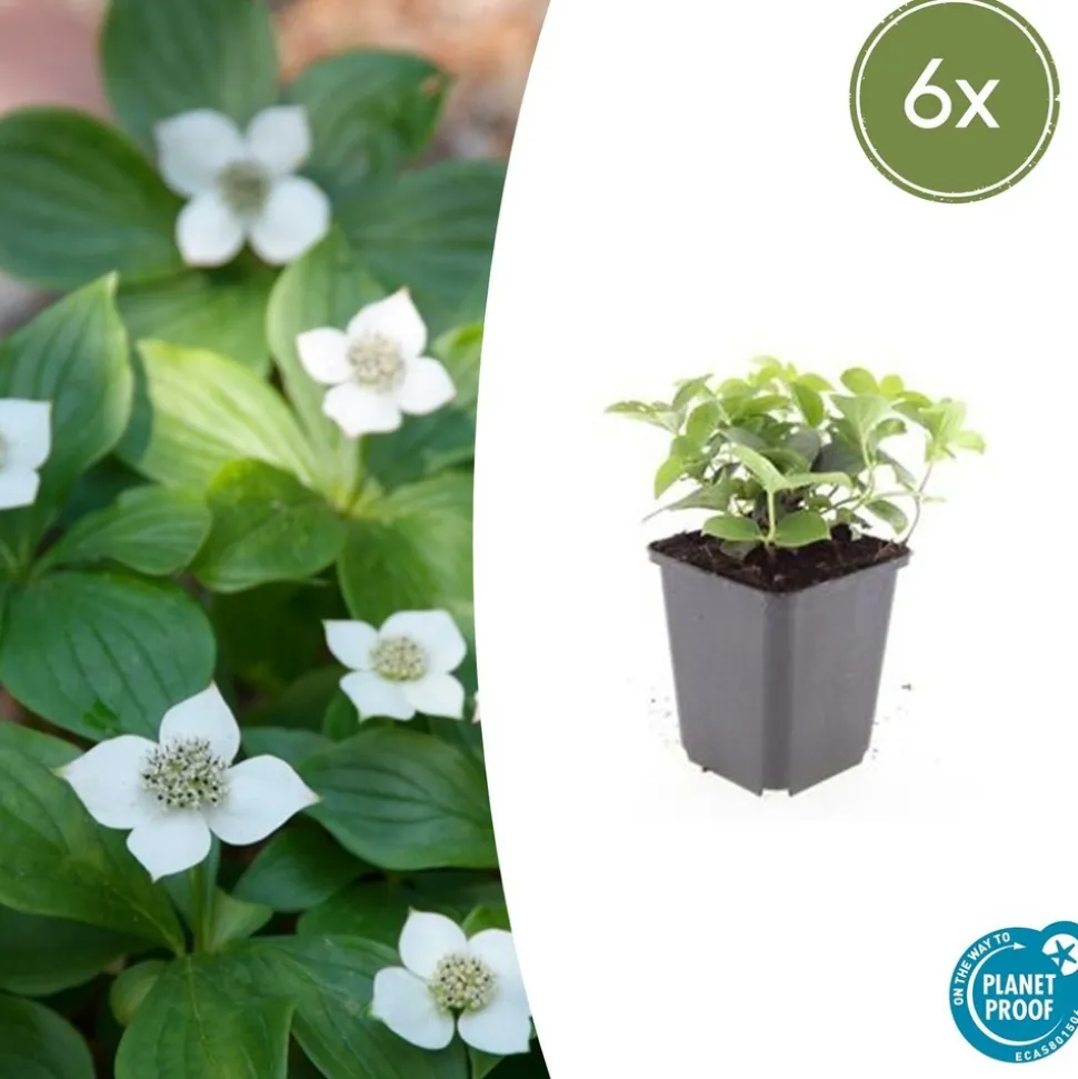 LA GREEN TOUCH - Cornouiller du canada x6 – entre 0,38 et 0,5m2