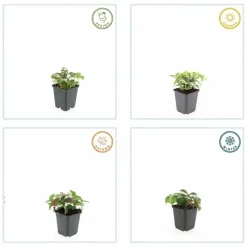 LA GREEN TOUCH - Cornouiller du canada x6 – entre 0,38 et 0,5m2