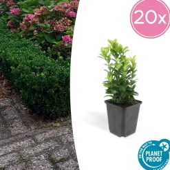 LA GREEN TOUCH - Cornouiller sanguin 'midwinter fire' x12 – entre 0,75 et 1m2