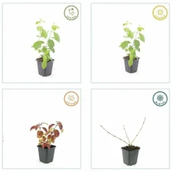 LA GREEN TOUCH - Cornouiller sanguin 'midwinter fire' x12 – entre 0,75 et 1m2