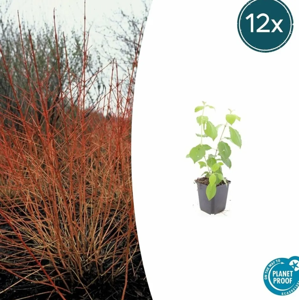 LA GREEN TOUCH - Cornouiller sanguin 'midwinter fire' x12 – entre 0,75 et 1m2