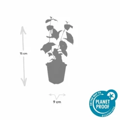 LA GREEN TOUCH - Cornouiller sanguin 'midwinter fire' x40 – entre 2,5 et 3,33m2