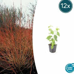 LA GREEN TOUCH - Cornouiller sanguin 'midwinter fire' x40 – entre 2,5 et 3,33m2